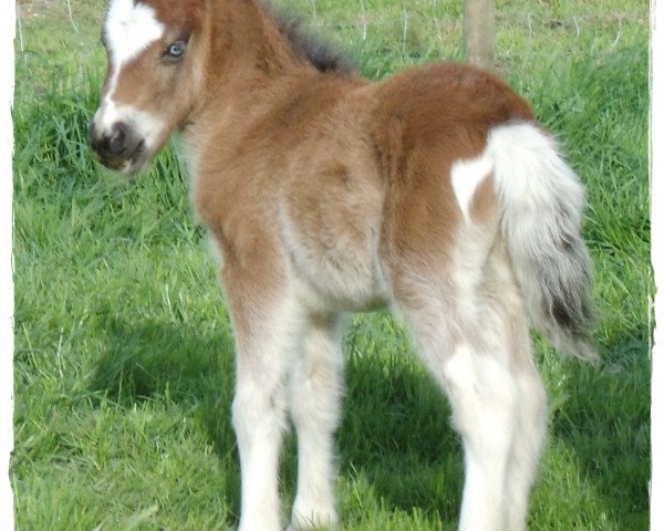 horse HES Kampino (Shetland Pony, 2013, from Karlie)