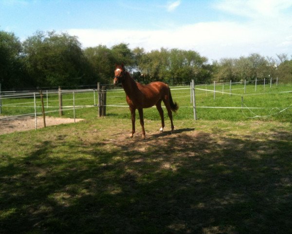 Springpferd Chicco's Golden Dream (Westfale, 2011, von Conthargos)