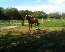 Pferd Chicco's Golden Dream (Westfale, 2011, von Conthargos)