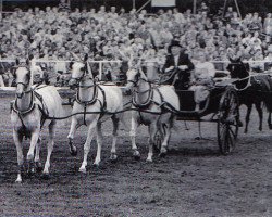 broodmare Sonnenblume VIII (Trakehner, 1985, from Trafaret)