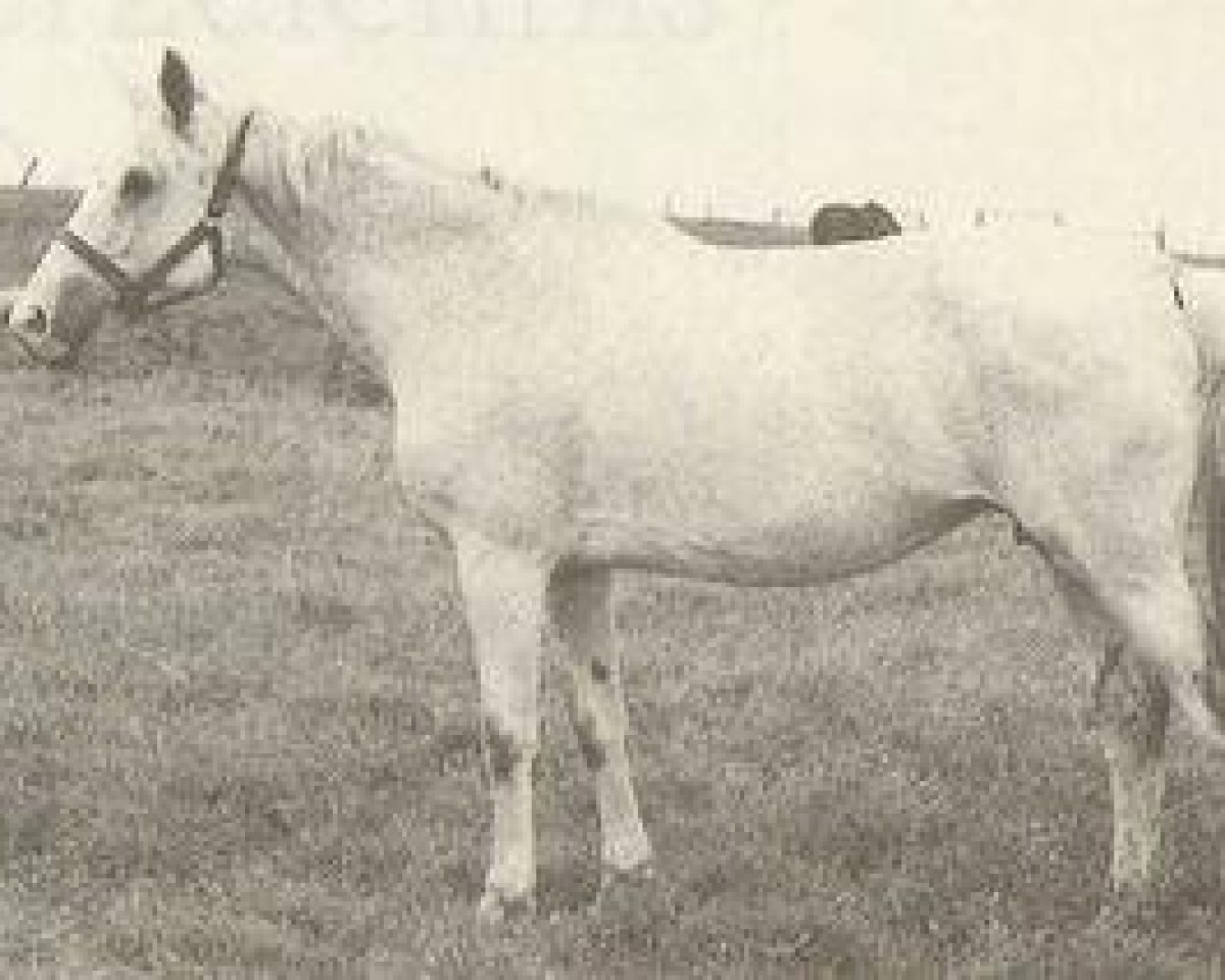 broodmare Sonnenwende (Trakehner, 1970, from Sturmwind II 2351)