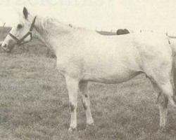 Zuchtstute Sonnenwende (Trakehner, 1970, von Sturmwind II 2351)