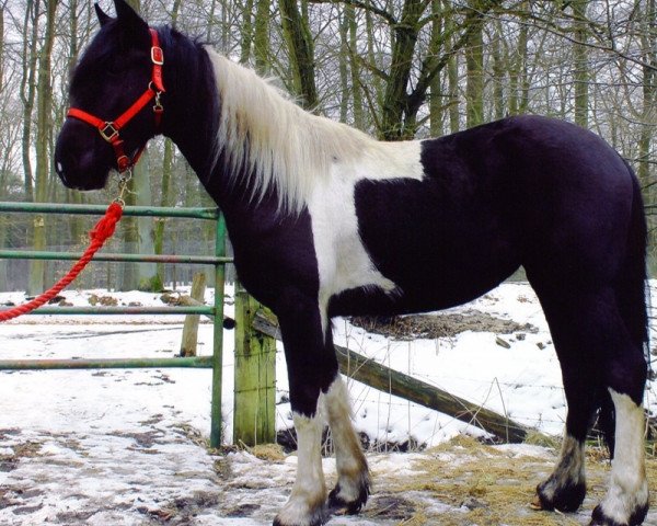 broodmare Orisha (Pinto / Small Riding Horse, 2011, from Otje)