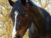 dressage horse Shilano (Welsh, 2003, from Boomer)