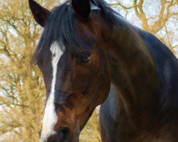 dressage horse Shilano (Welsh, 2003, from Boomer)