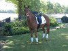 broodmare Kantje's Ramona (New Forest Pony, 2008, from Manfred)