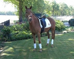 broodmare Kantje's Ramona (New Forest Pony, 2008, from Manfred)