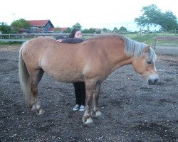 broodmare Wega (Haflinger, 1993, from Nolens)