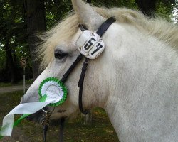 broodmare Tre's Jolie d'Issel (Camargue horse, 2007, from Jauvas)