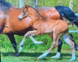 dressage horse Belverin (Westphalian, 2021, from Belvedere DB)