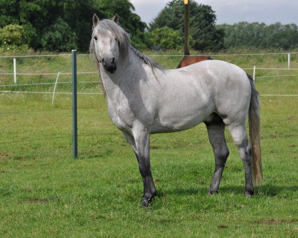 stallion Voyou d'Issel (Camargue horse, 2009, from Jauvas)