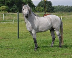 horse Voyou d'Issel (Camargue-Pferd, 2009, from Jauvas)