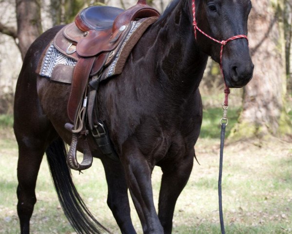 Pferd Contoured Black Cody (Paint Horse, 2008, von Hollywood Contoureds)