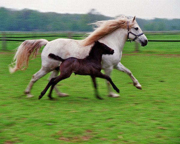 broodmare Odine (Camargue horse, 2002, from Grue Blanc)