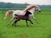 Zuchtstute Odine (Camargue-Pferd, 2002, von Grue Blanc)