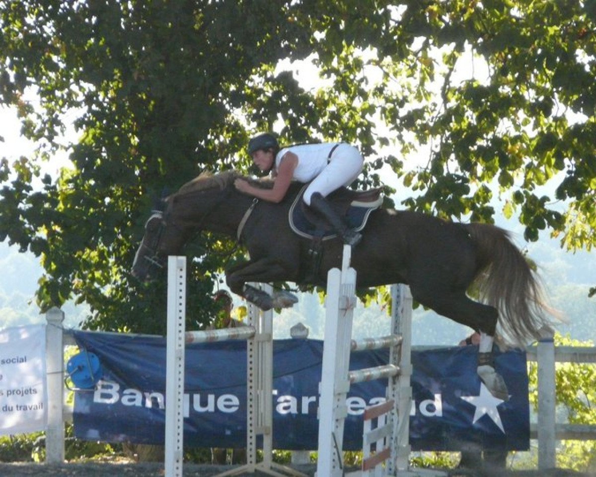 jumper Tiamo van Overis (Belgian Warmblood, 2000, from Sable Rose)