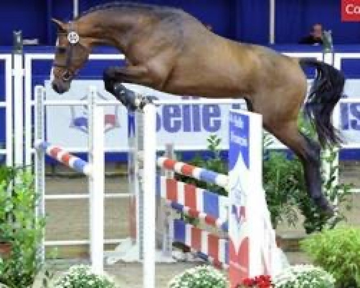 stallion Volodia d'Argouges (Selle Français, 2009, from Quartz du Chanu)