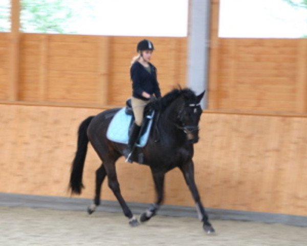 jumper Dagostino (Hanoverian, 2009, from Desperados FRH)