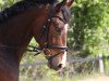 dressage horse Danzar Kuduro (Westphalian, 2009, from Del Cento)