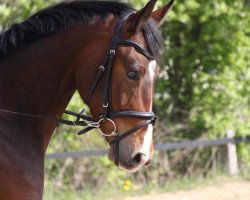 dressage horse Danzar Kuduro (Westphalian, 2009, from Del Cento)