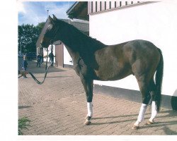 horse Shanondor (Trakehner, 1995, from Sixtus)