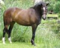 broodmare Werina (Trakehner, 1998, from Saint Cloud)