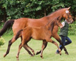 Zuchtstute Kontessina (Trakehner, 1992, von Arogno)