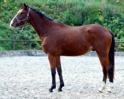 dressage horse Gustav der Große (Trakehner, 2004, from Freudenfest)