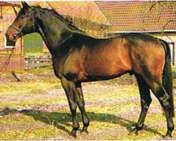 stallion Inspekteur (Trakehner, 1980, from Mahagoni)