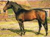 stallion Inspekteur (Trakehner, 1980, from Mahagoni)