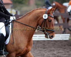 dressage horse Rooney 15 (Oldenburg, 2006, from Revan)