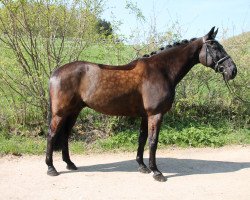 jumper Limoncello du Risque (Belgian Warmblood, 2011, from Esperanto van Paemel)