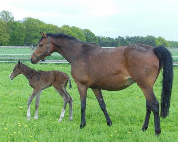 broodmare Havanna (Oldenburg show jumper, 2007, from Catoki)