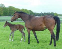 broodmare Havanna (Oldenburg show jumper, 2007, from Catoki)