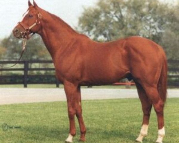 stallion General Assembly xx (Thoroughbred, 1976, from Secretariat xx)