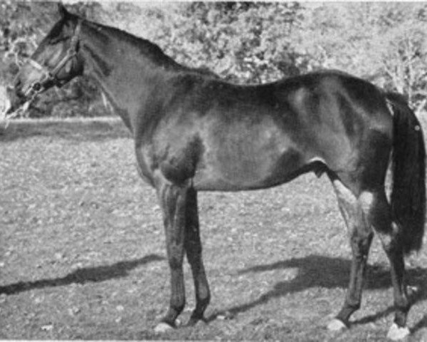 stallion Rapace xx (Thoroughbred, 1952, from Djefou xx)