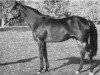 stallion Rapace xx (Thoroughbred, 1952, from Djefou xx)