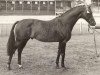 stallion Mcgredy xx (Thoroughbred, 1961, from Rapace xx)