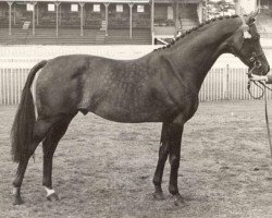 stallion Mcgredy xx (Thoroughbred, 1961, from Rapace xx)