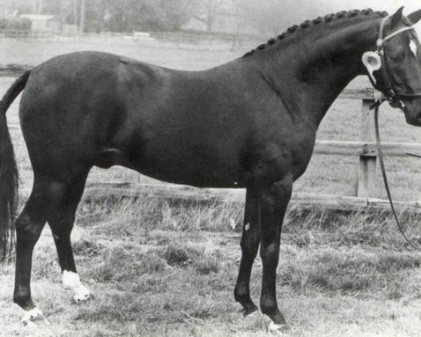 Deckhengst Forge Cirrus (British Riding Pony, 1969, von Mcgredy xx)