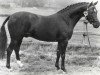 Deckhengst Forge Cirrus (British Riding Pony, 1969, von Mcgredy xx)