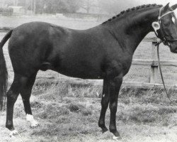 stallion Forge Cirrus (British Riding Pony, 1969, from Mcgredy xx)