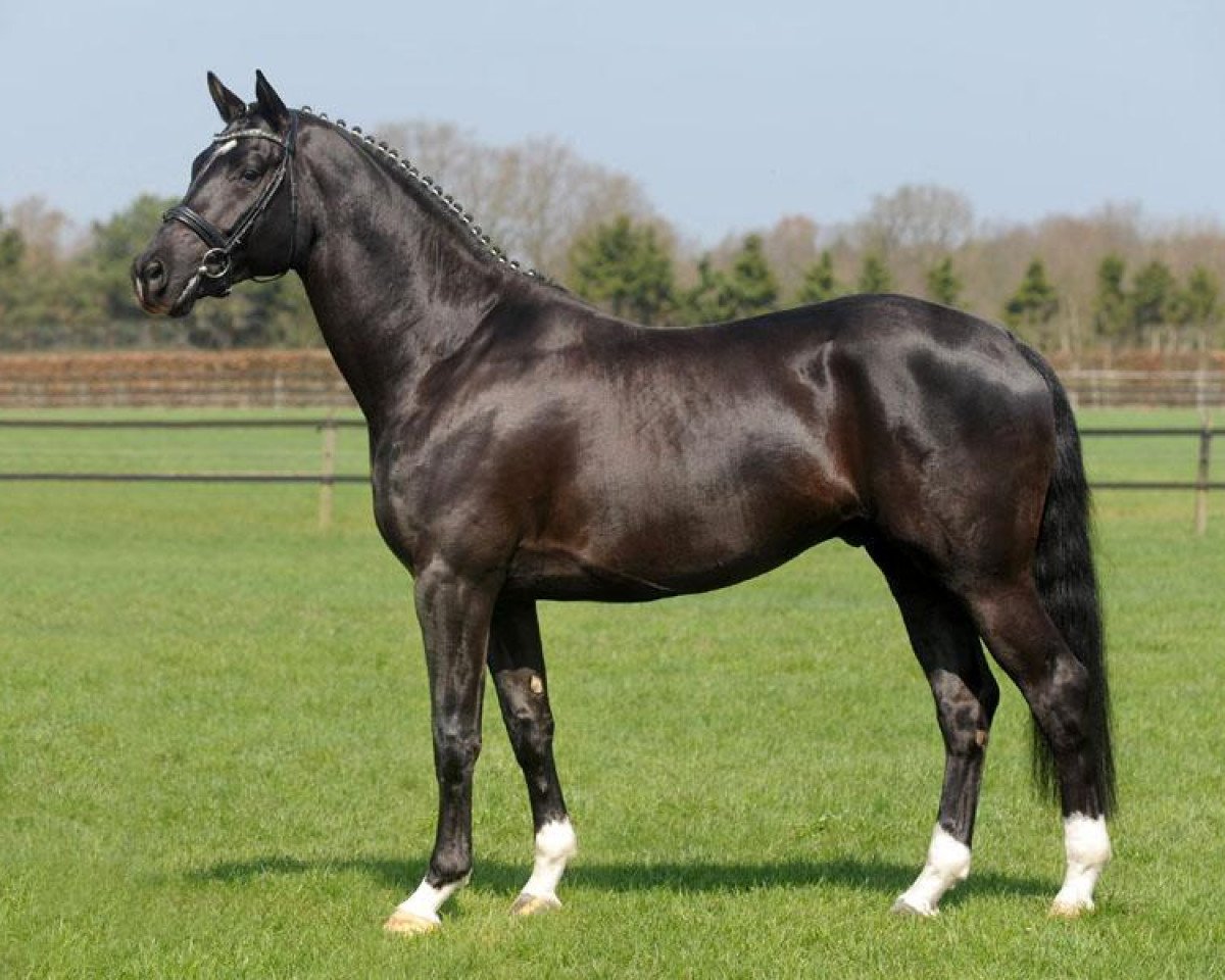stallion Zauberlord (Trakehner, 2009, from Lord Luciano 2)