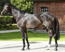 stallion Il Divo xx (Thoroughbred, 2005, from Dashing Blade xx)