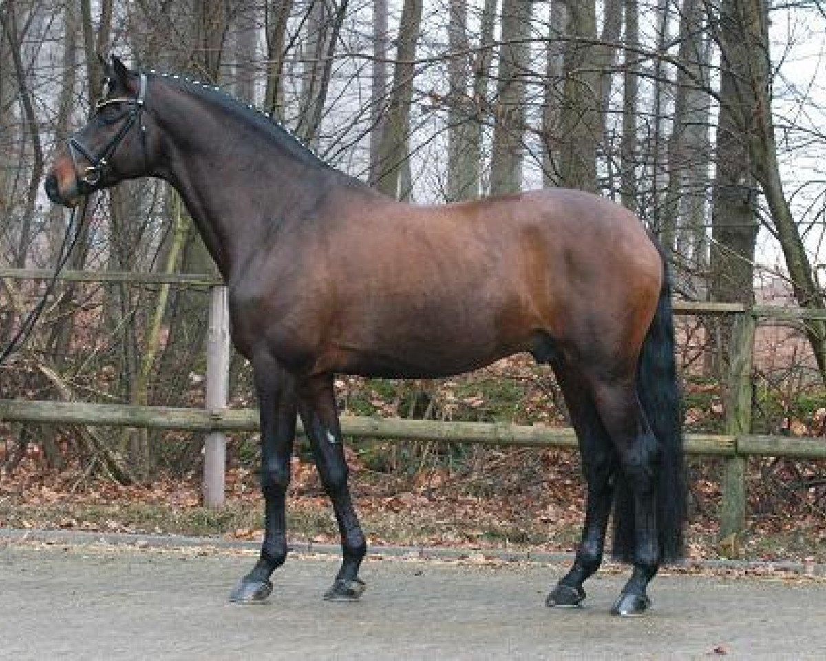 Deckhengst Impetus (Trakehner, 2002, von Vivus)