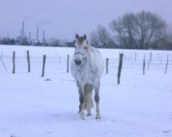 broodmare Letizia (Rhinelander, 2002, from Landsieger I)