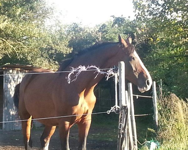 Zuchtstute Finally Lucky (KWPN (Niederländisches Warmblut), 1993, von Ramiro Z)