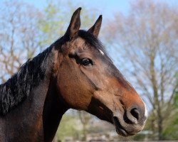 Springpferd Emberly (Holsteiner, 2012, von Crunch 3)