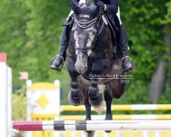 jumper Catch a Vision (KWPN (Royal Dutch Sporthorse), 2007, from Cartani 4)