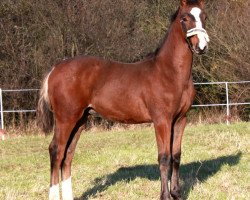 dressage horse Belesprit (Hanoverian, 2012, from Belstaff)